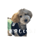 かわいい犬！ムクりん！7（個別スタンプ：37）