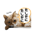 もっと元気が出る我が家のスタンプ（個別スタンプ：35）