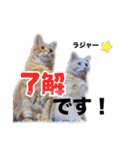 もっと元気が出る我が家のスタンプ（個別スタンプ：40）