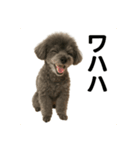 マメ君stamp（個別スタンプ：5）