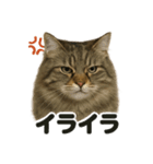 【感情表現】サイベリアンのウキウキライン（個別スタンプ：4）