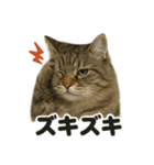 【感情表現】サイベリアンのウキウキライン（個別スタンプ：7）