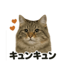 【感情表現】サイベリアンのウキウキライン（個別スタンプ：8）