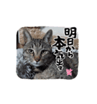 虎和88 Part 2（個別スタンプ：14）