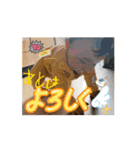 リシャラ（自然体）で行こう3（個別スタンプ：9）