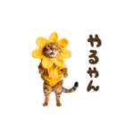 動く！リアル着ぐるみ猫2（個別スタンプ：1）