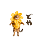 動く！リアル着ぐるみ猫2（個別スタンプ：3）