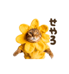 動く！リアル着ぐるみ猫2（個別スタンプ：5）