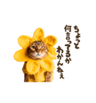動く！リアル着ぐるみ猫2（個別スタンプ：6）