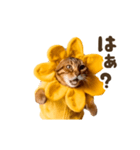 動く！リアル着ぐるみ猫2（個別スタンプ：9）