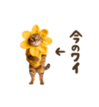 動く！リアル着ぐるみ猫2（個別スタンプ：11）