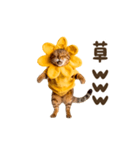 動く！リアル着ぐるみ猫2（個別スタンプ：19）