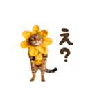 動く！リアル着ぐるみ猫2（個別スタンプ：21）