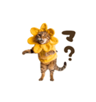動く！リアル着ぐるみ猫2（個別スタンプ：24）