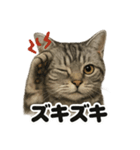 【感情表現】アメリカンショートヘア（個別スタンプ：4）