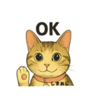 しまあじ猫である5（個別スタンプ：1）