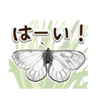 日本のチョウ図鑑（個別スタンプ：2）