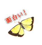 日本のチョウ図鑑（個別スタンプ：4）