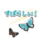 日本のチョウ図鑑（個別スタンプ：5）