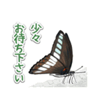 日本のチョウ図鑑（個別スタンプ：11）