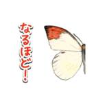 日本のチョウ図鑑（個別スタンプ：12）