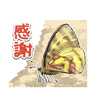 日本のチョウ図鑑（個別スタンプ：13）