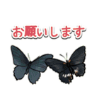 日本のチョウ図鑑（個別スタンプ：14）