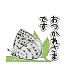 日本のチョウ図鑑（個別スタンプ：17）
