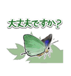 日本のチョウ図鑑（個別スタンプ：18）