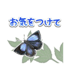 日本のチョウ図鑑（個別スタンプ：19）