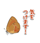 日本のチョウ図鑑（個別スタンプ：20）