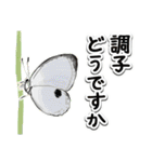 日本のチョウ図鑑（個別スタンプ：22）