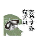 日本のチョウ図鑑（個別スタンプ：24）