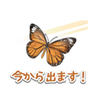 日本のチョウ図鑑（個別スタンプ：25）