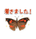 日本のチョウ図鑑（個別スタンプ：27）
