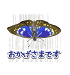 日本のチョウ図鑑（個別スタンプ：29）