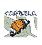 日本のチョウ図鑑（個別スタンプ：30）