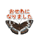 日本のチョウ図鑑（個別スタンプ：34）