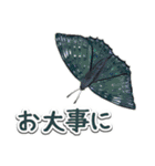 日本のチョウ図鑑（個別スタンプ：35）