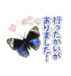 日本のチョウ図鑑（個別スタンプ：37）