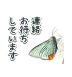 日本のチョウ図鑑（個別スタンプ：38）