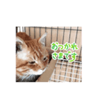 山メロ パート1（個別スタンプ：4）