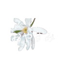 文字の大きいお花の挨拶スタンプ（個別スタンプ：3）