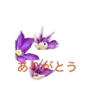 文字の大きいお花の挨拶スタンプ（個別スタンプ：4）