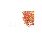 文字の大きいお花の挨拶スタンプ（個別スタンプ：8）