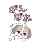 『シーズー』ハピチャラ☆1（個別スタンプ：13）
