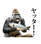 釣り☆ゴリラ（個別スタンプ：21）