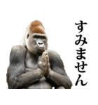 釣り☆ゴリラ（個別スタンプ：31）