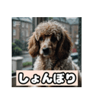 茶プードルのきもち（個別スタンプ：4）