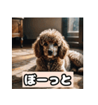 茶プードルのきもち（個別スタンプ：7）